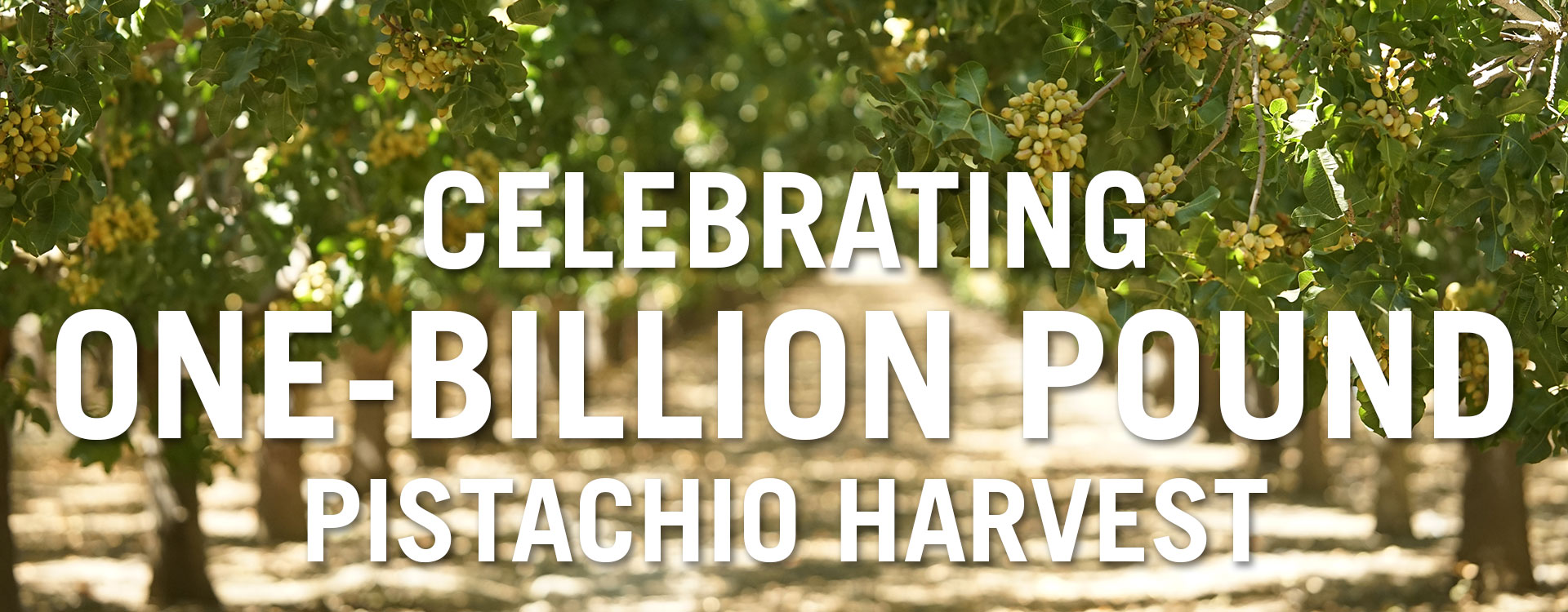 CELEBRATING 1-BILLION POUND   PISTACHIO HARVEST