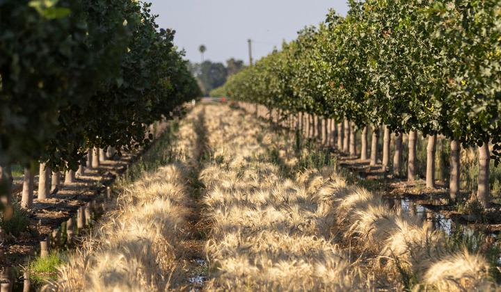 Pistachio orchard