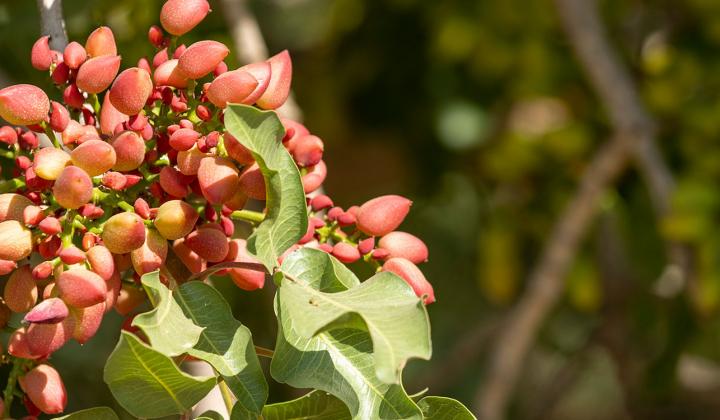 American-grown pistachios